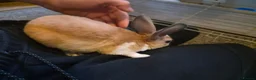 Rex rabbits for sale: Baby Rex rabbits  - Advert 10