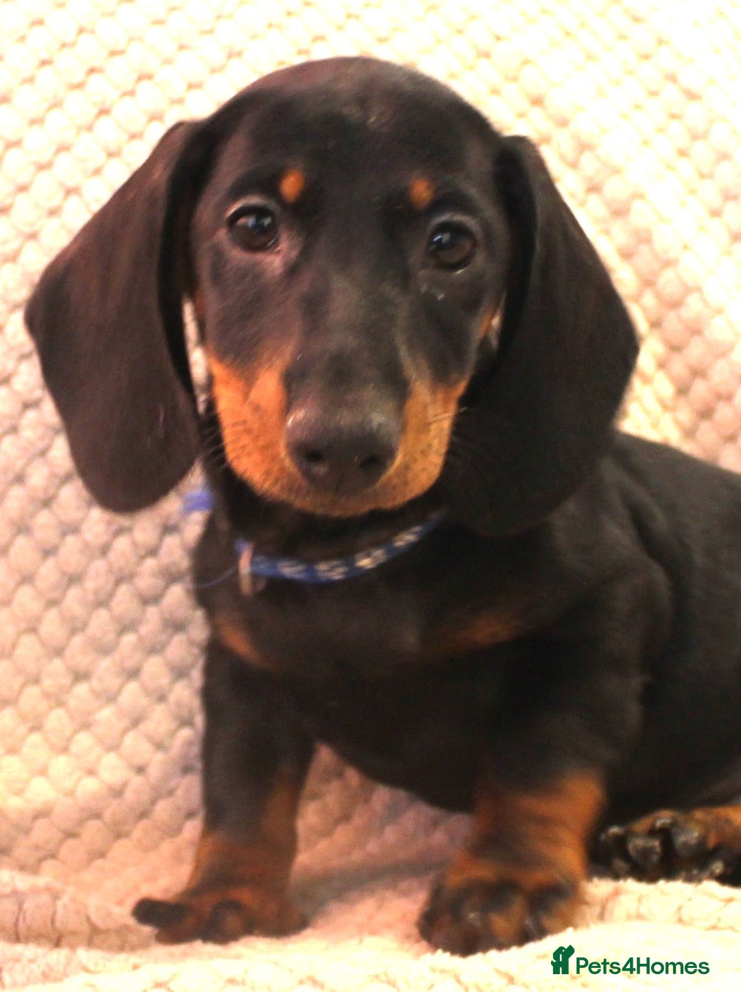 Dachshund dogs for sale: Beautiful standard dachshund litter   - Advert 8