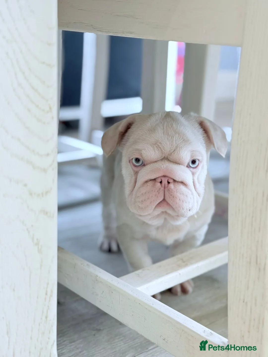 French Bulldog dogs for sale: Fluffy French Bulldog  - Advert 4