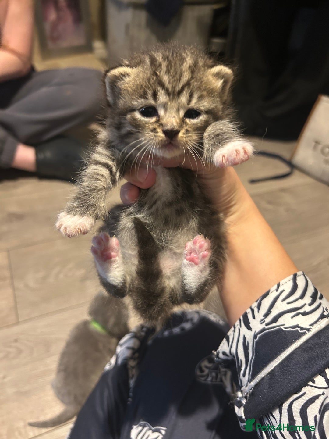 Persian cats for sale: Beautiful Persian kittens / 1 mixed breed  - Image 15