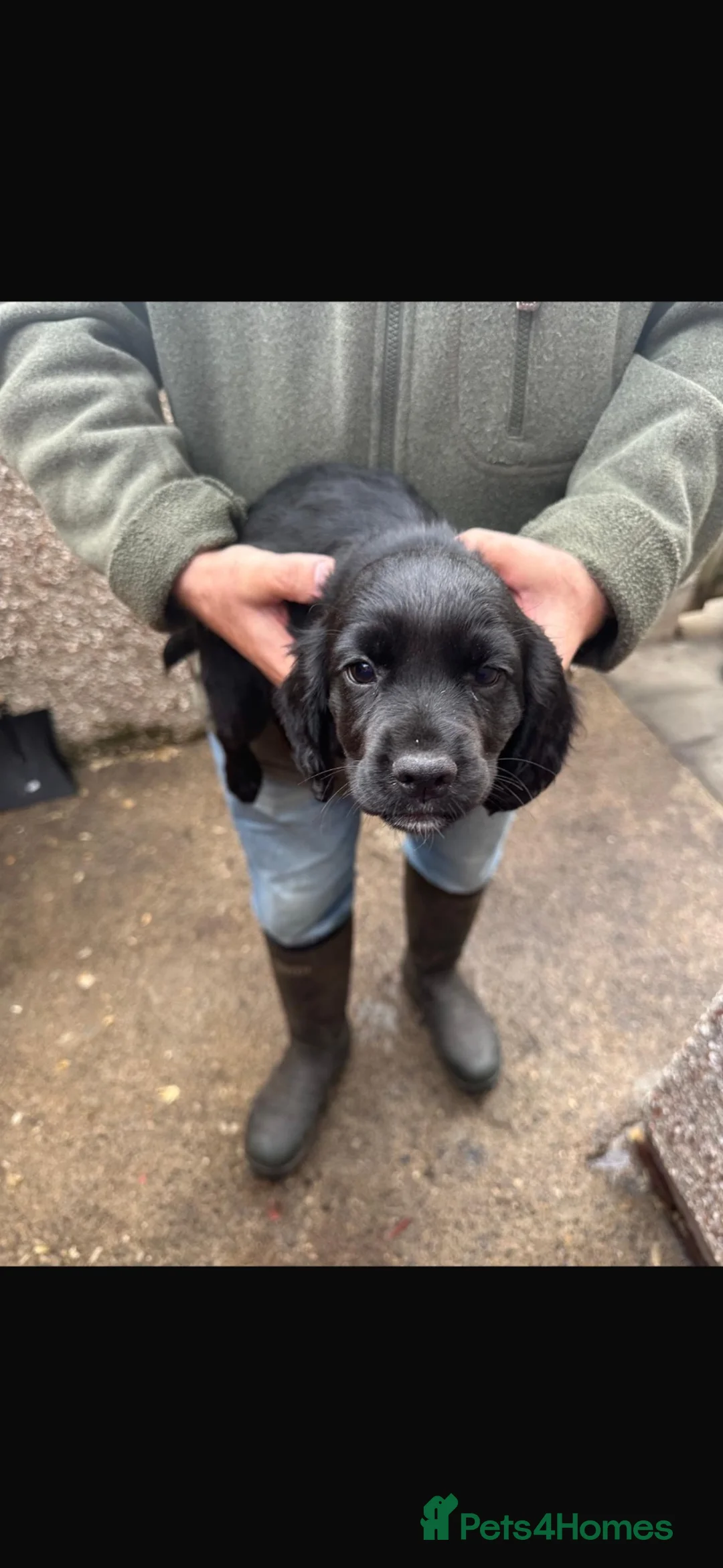 Cocker Spaniel dogs for sale: Black cocker spaniel bitch - Advert 2