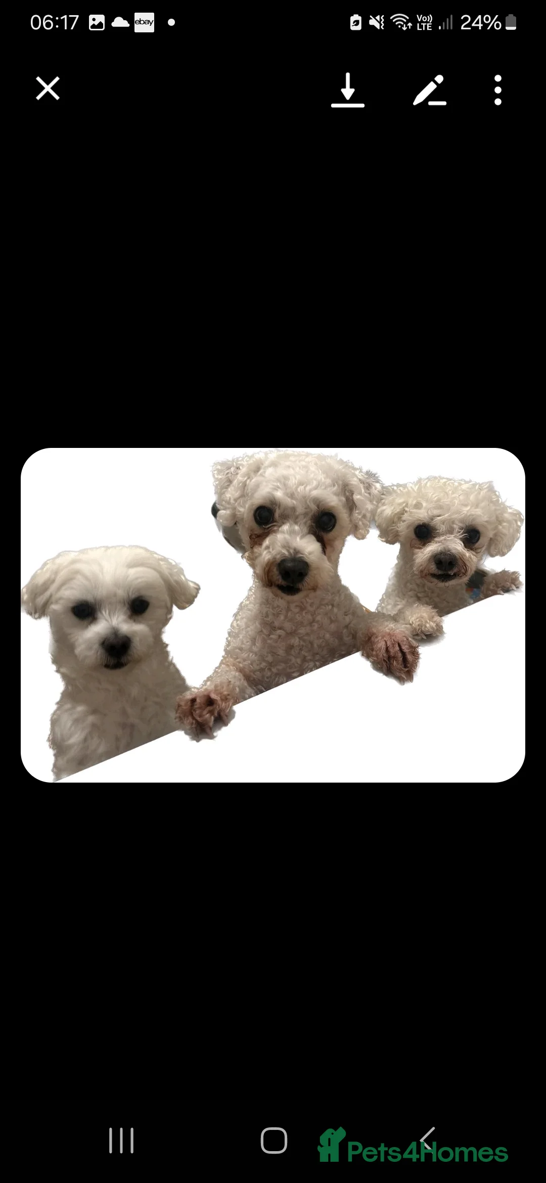 Maltese dogs for stud: Maltese in Ingatestone - Advert 15