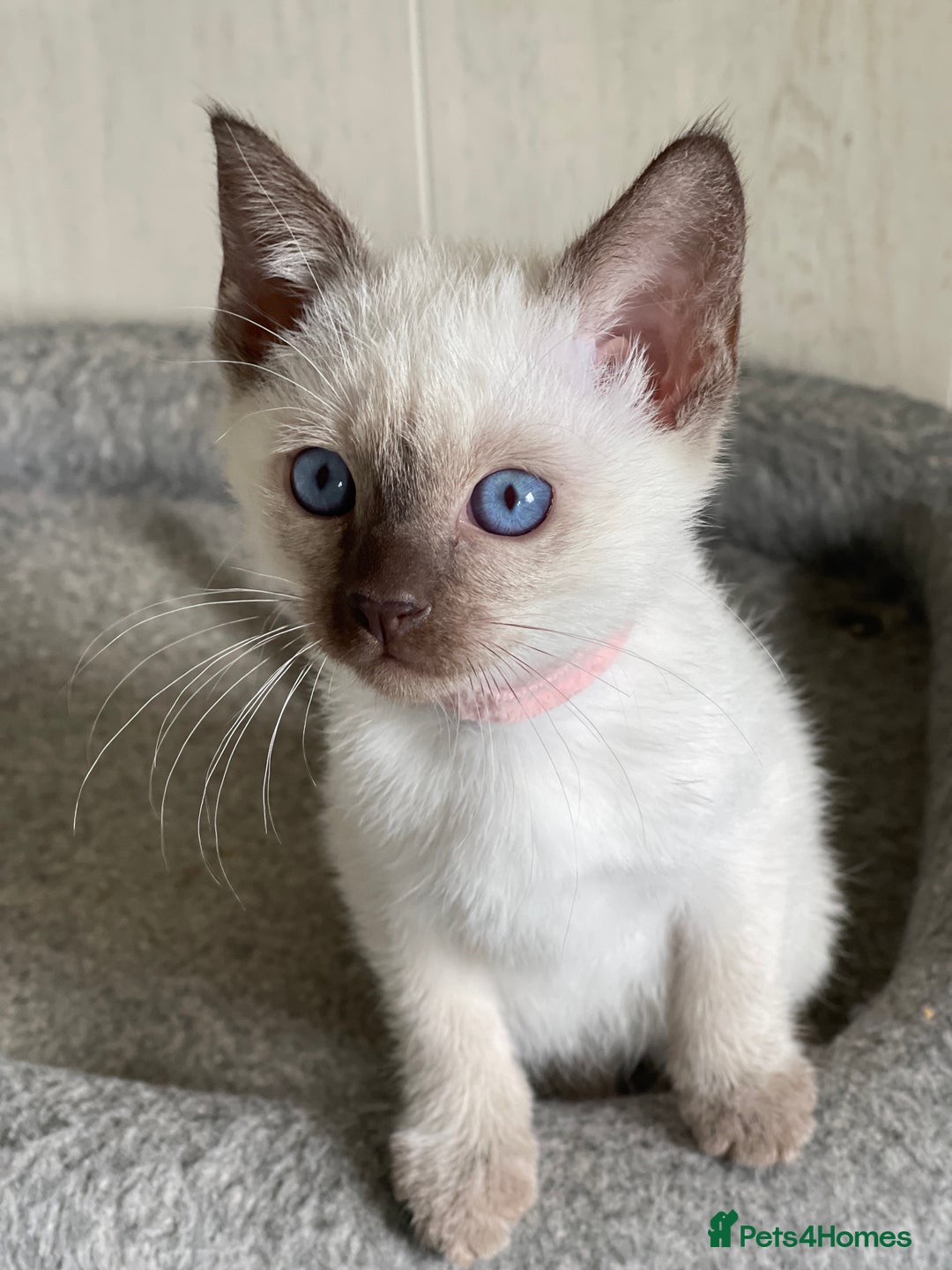 Siamese cats for sale: Stunning GCCF Registered Traditional Siamese.  - Image 8