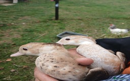 Ducks poultry for sale: orange ringed teal ducks  - Image 3
