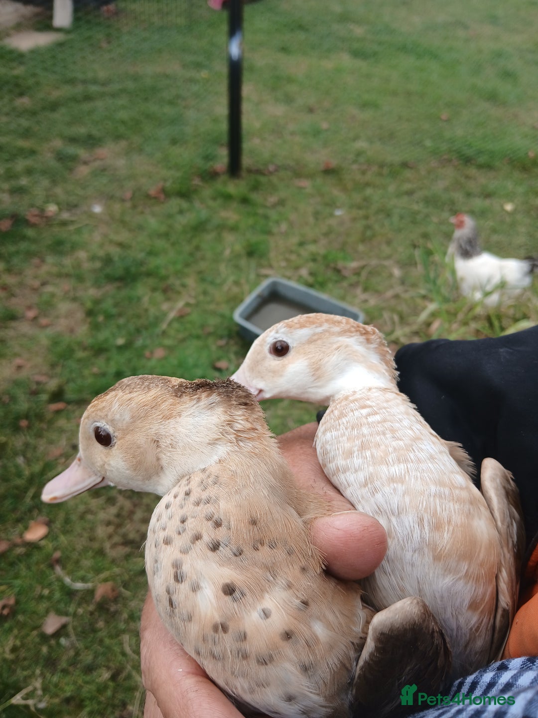 Ducks poultry for sale: orange ringed teal ducks  - Image 3