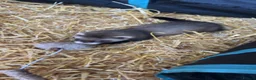 Ferret rodents for sale: Ferret kits for sale - Advert 7
