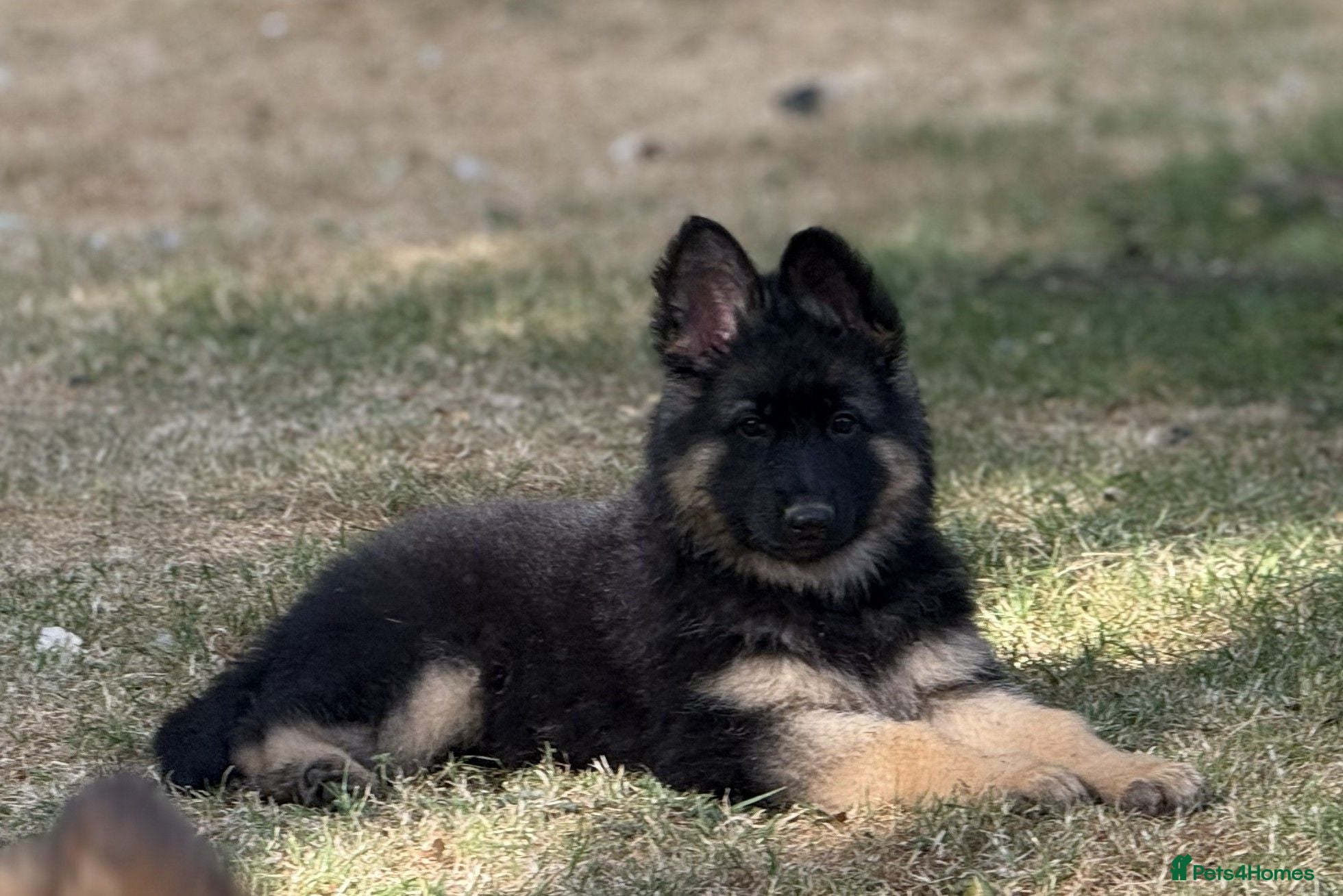 German Shepherd dogs Quality Longcoat Pups With Health tested Parents  - Advert 2