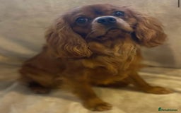 Cavapoo dogs for sale: Waiting List now open - DARK RED PREMIUM QUALITY - Image 3
