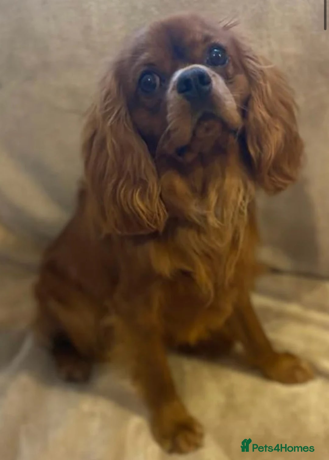 Cavapoo dogs for sale: Waiting List now open - DARK RED PREMIUM QUALITY - Image 3