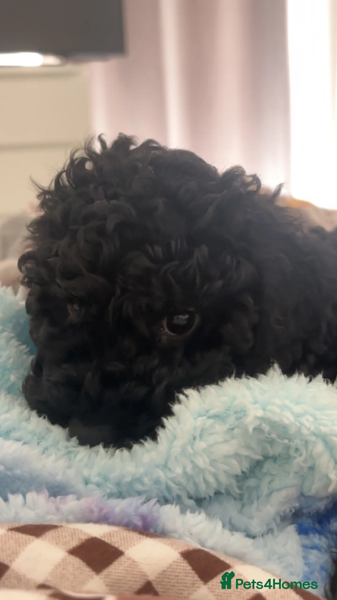 Mixed Breed dogs for sale: Beautiful Cockapoo Male 10 weeks old - Advert 4