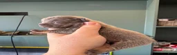 French Bulldog dogs for sale: HEALTH TESTED QUALITY FRENCH BULLDOG PUPPIES in Wallsend - Advert 38