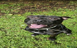 American Bull Staffy dogs for sale: 2 year old dog - Advert 5