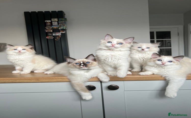 Ragdoll cats - Advert 12
