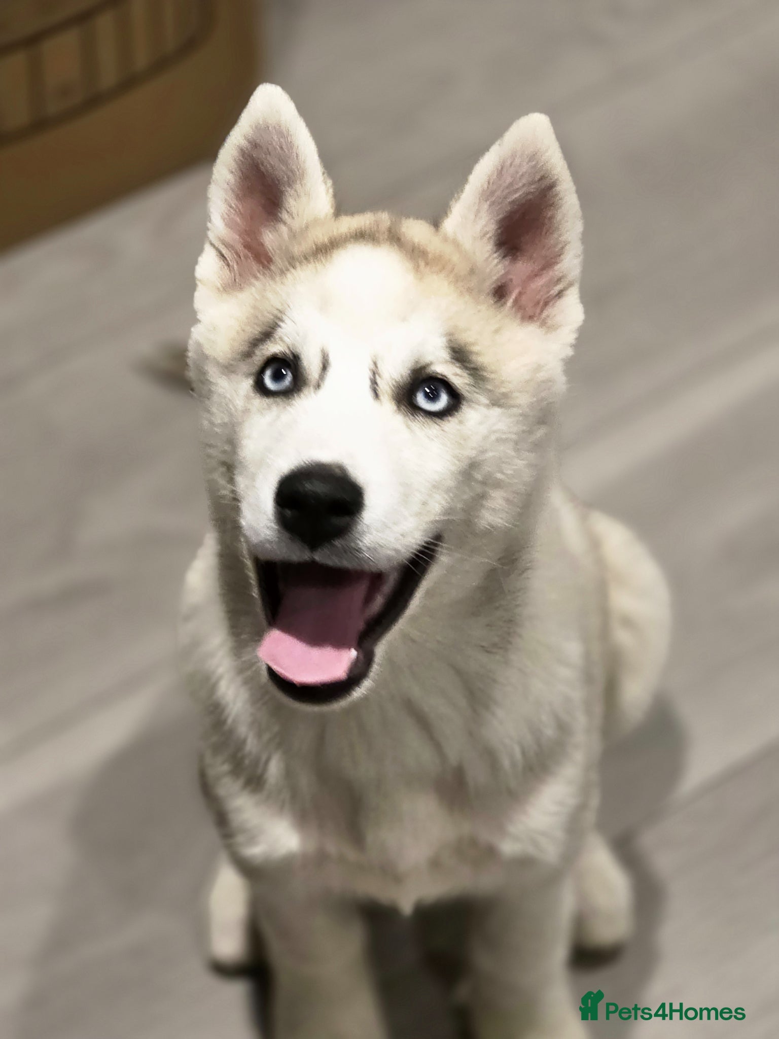 Siberian Husky dogs Pure Siberian Huskie pups - Advert 1