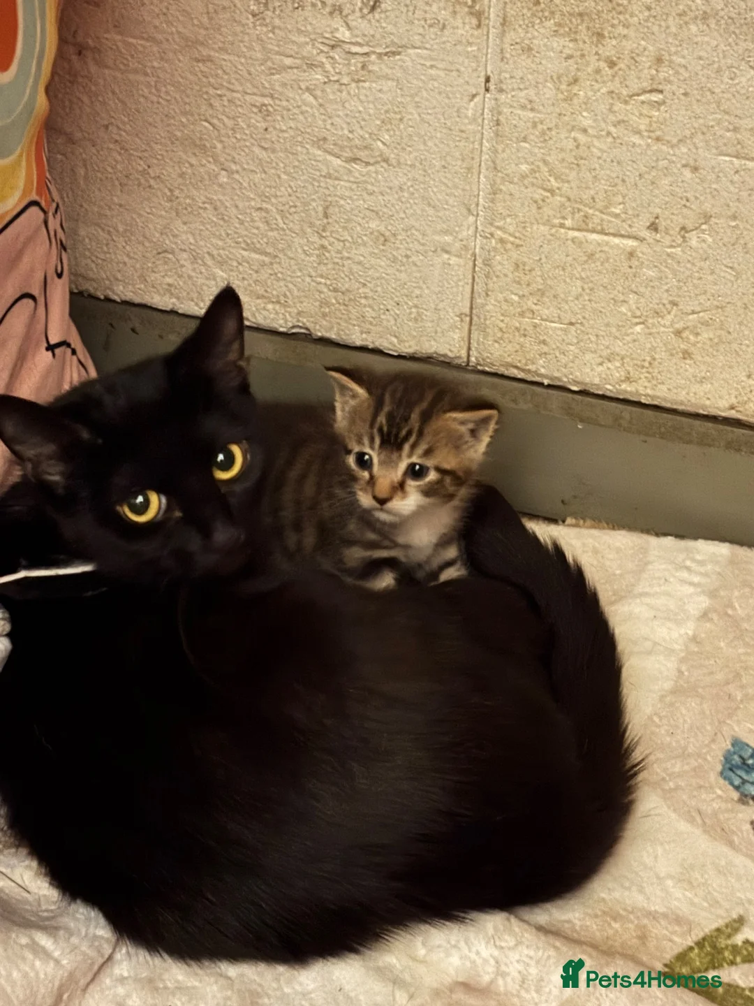 Domestic Shorthair cats for sale: Two black cats - Advert 2