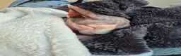 Sphynx cats for sale: Gorgeous bonded pair of Sphynx cats in Worthing - Advert 12