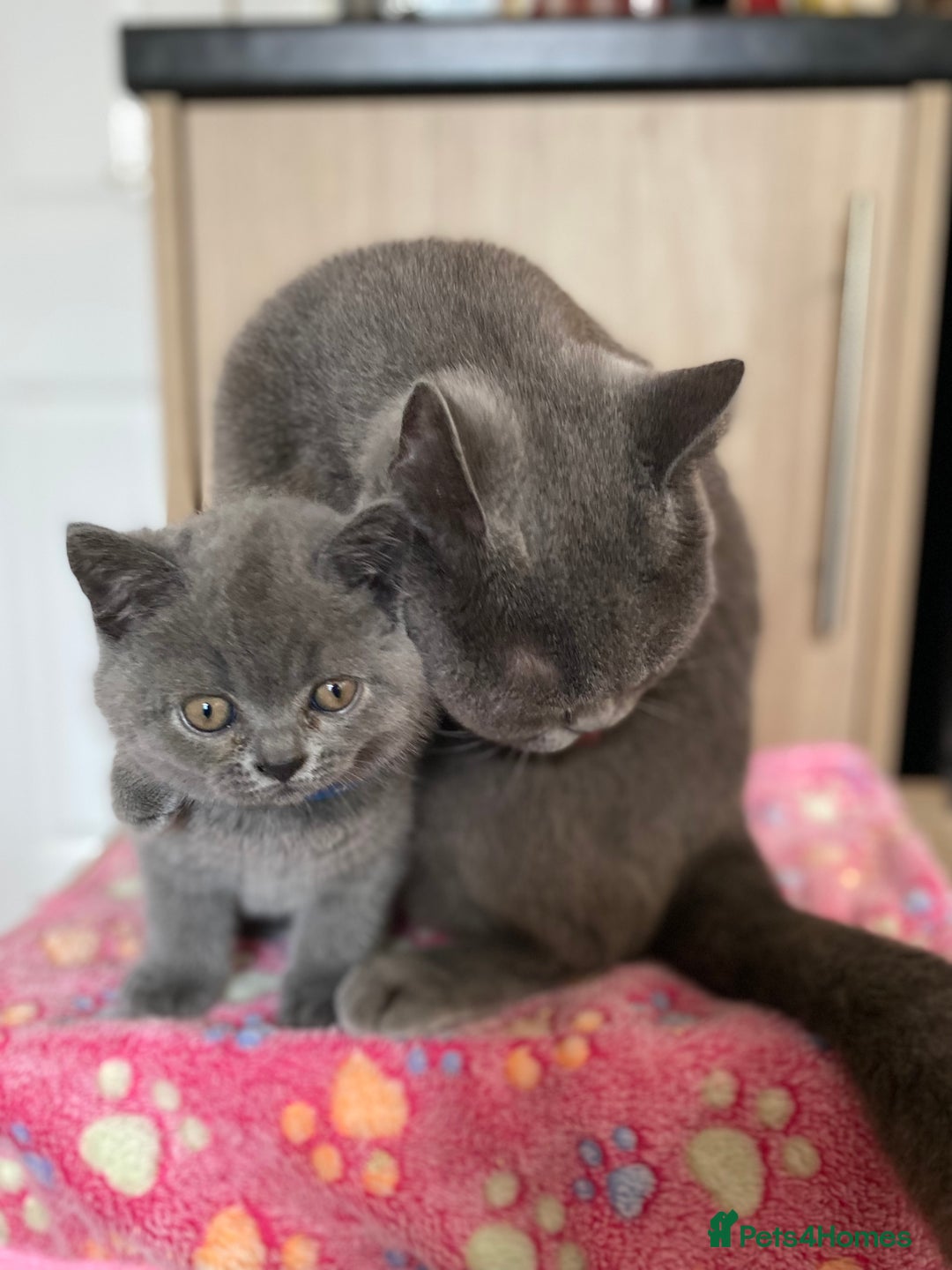 British Shorthair cats for sale: ❤️GCCF CHUNKY BRITISH SHORTHAIR KITTENS❤️ - Image 6