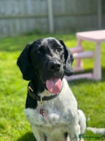 Mixed Breed dogs Sprockerdor puppies for sale - Advert 2