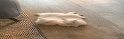 Lionhead rabbits for sale: Beautiful blue-eyed baby rabbits - Advert 5