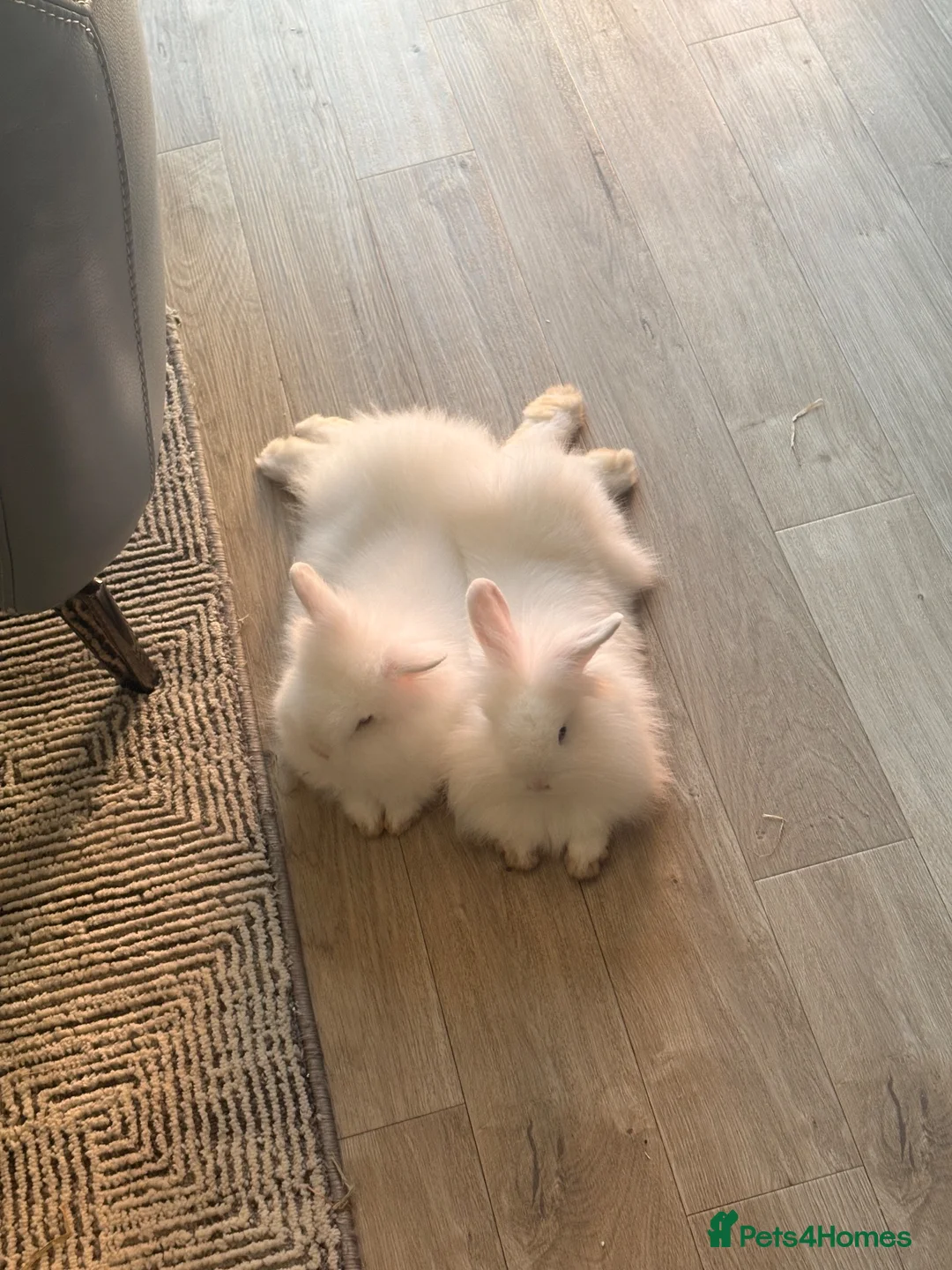 Lionhead rabbits for sale: Beautiful blue-eyed baby rabbits - Advert 5