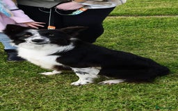Border Collie dogs for sale: Border Collies  - Image 2