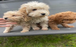 Cavapoo dogs for sale: F1b cavapoo - Image 18