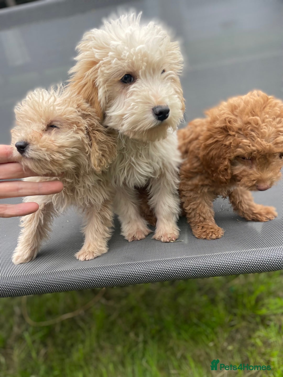 Cavapoo dogs for sale: F1b cavapoo - Image 18