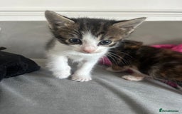 Savannah cats for sale: 4 kittens  - Image 11