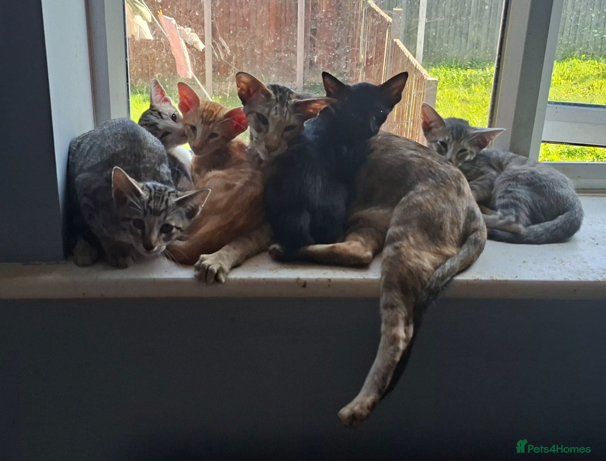 Oriental cats Beautiful Oriental Cross kittens - Advert 13