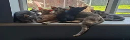 Oriental cats for sale: Beautiful Oriental Cross kittens - Advert 1