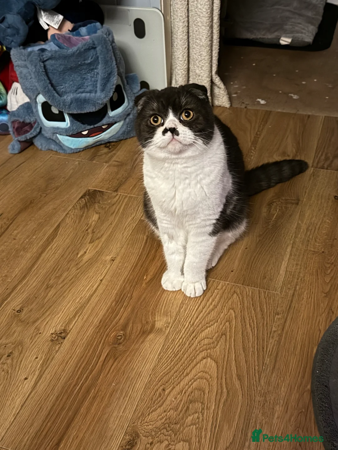 Scottish Fold cats for sale: Jinx the Scottish Fold - Advert 1