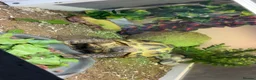 Hermann Tortoise reptiles for sale: Horsefield tortoise  - Advert 1