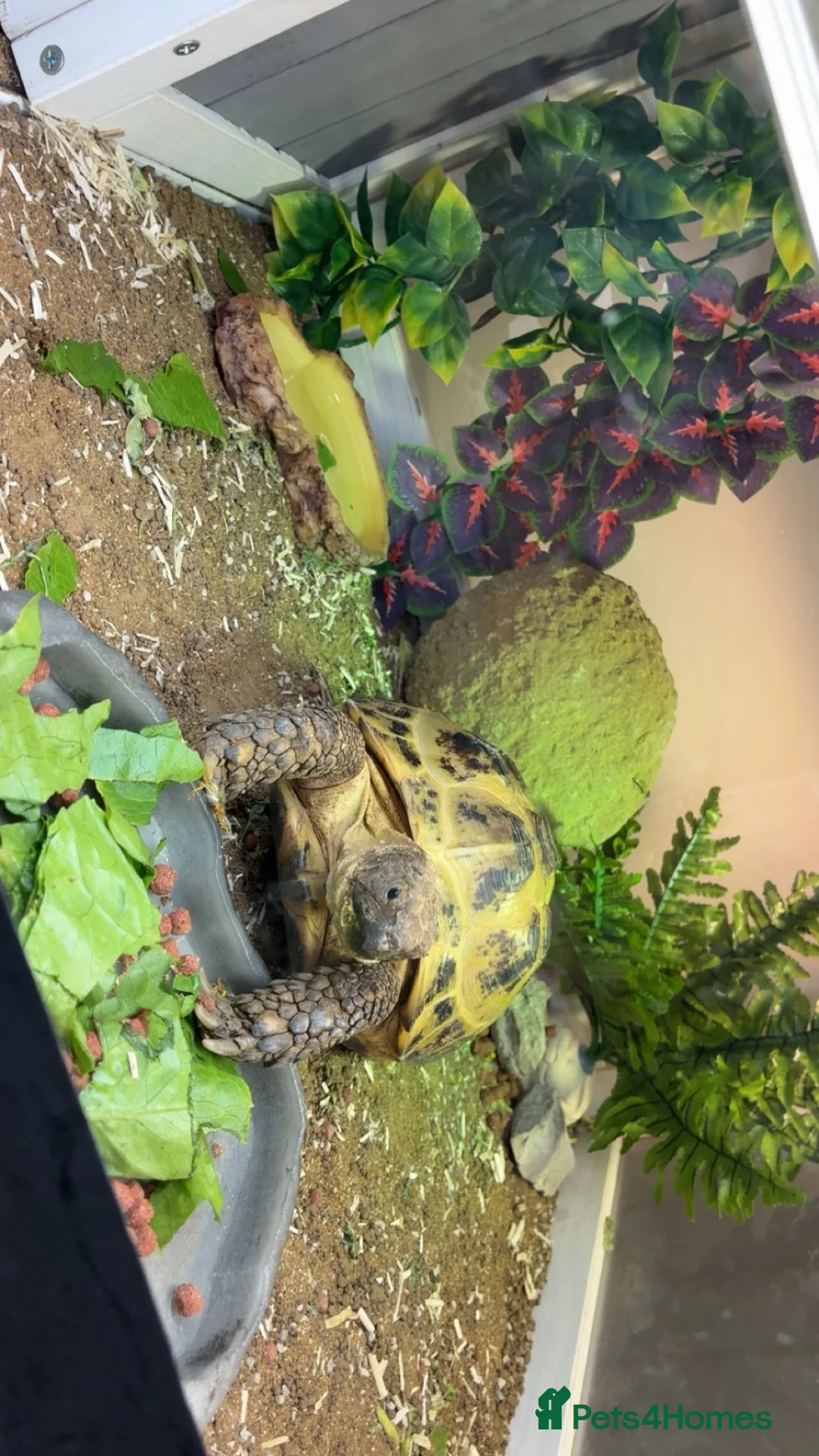 Hermann Tortoise reptiles for sale: Horsefield tortoise  - Advert 1