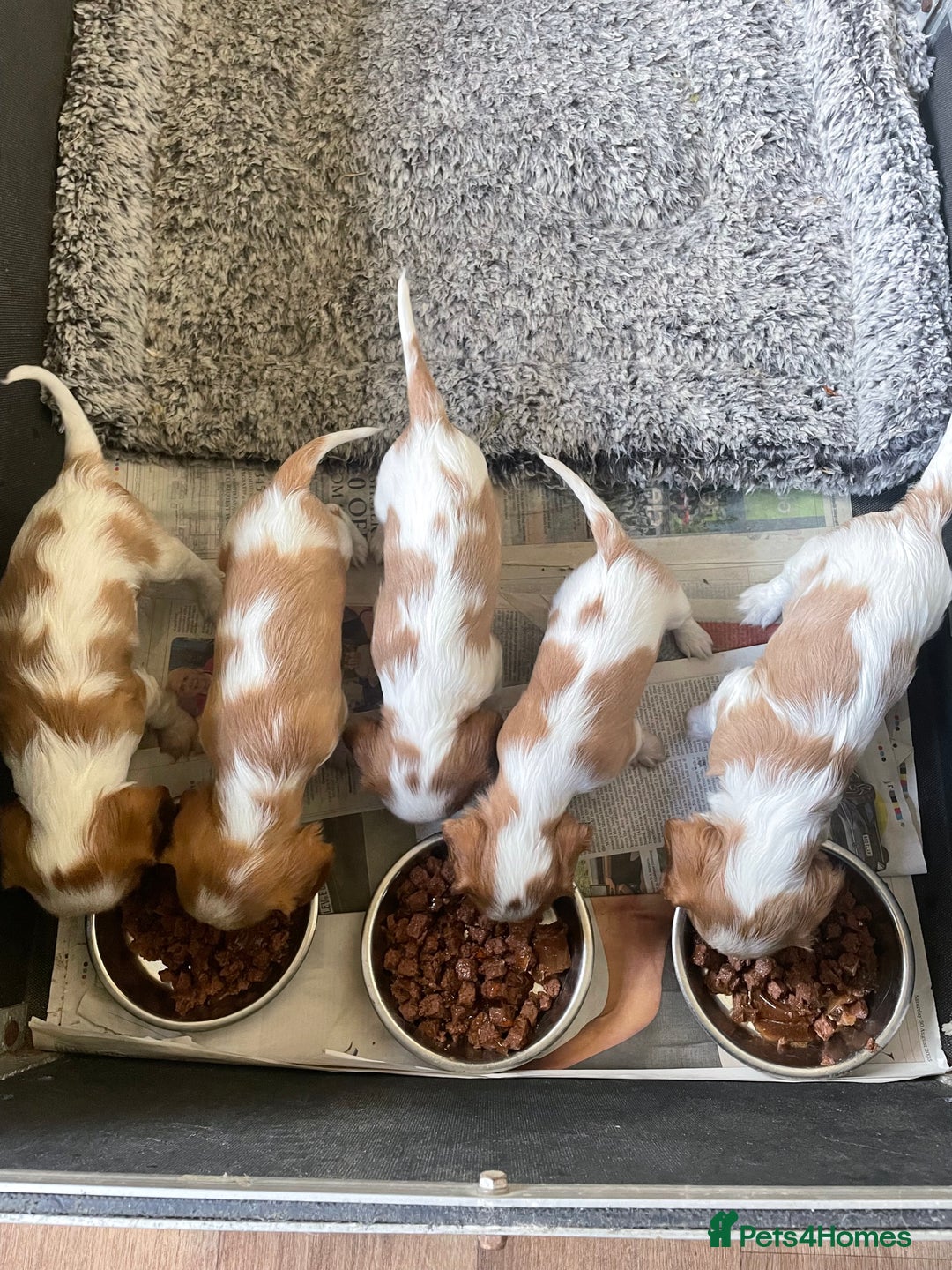 Cavalier King Charles Spaniel dogs for sale: Gorgeous Cavalier King Charles puppies - Image 3