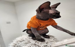 Sphynx cats for sale: 6 Lovely Canadian Sphynx kittens - Image 33