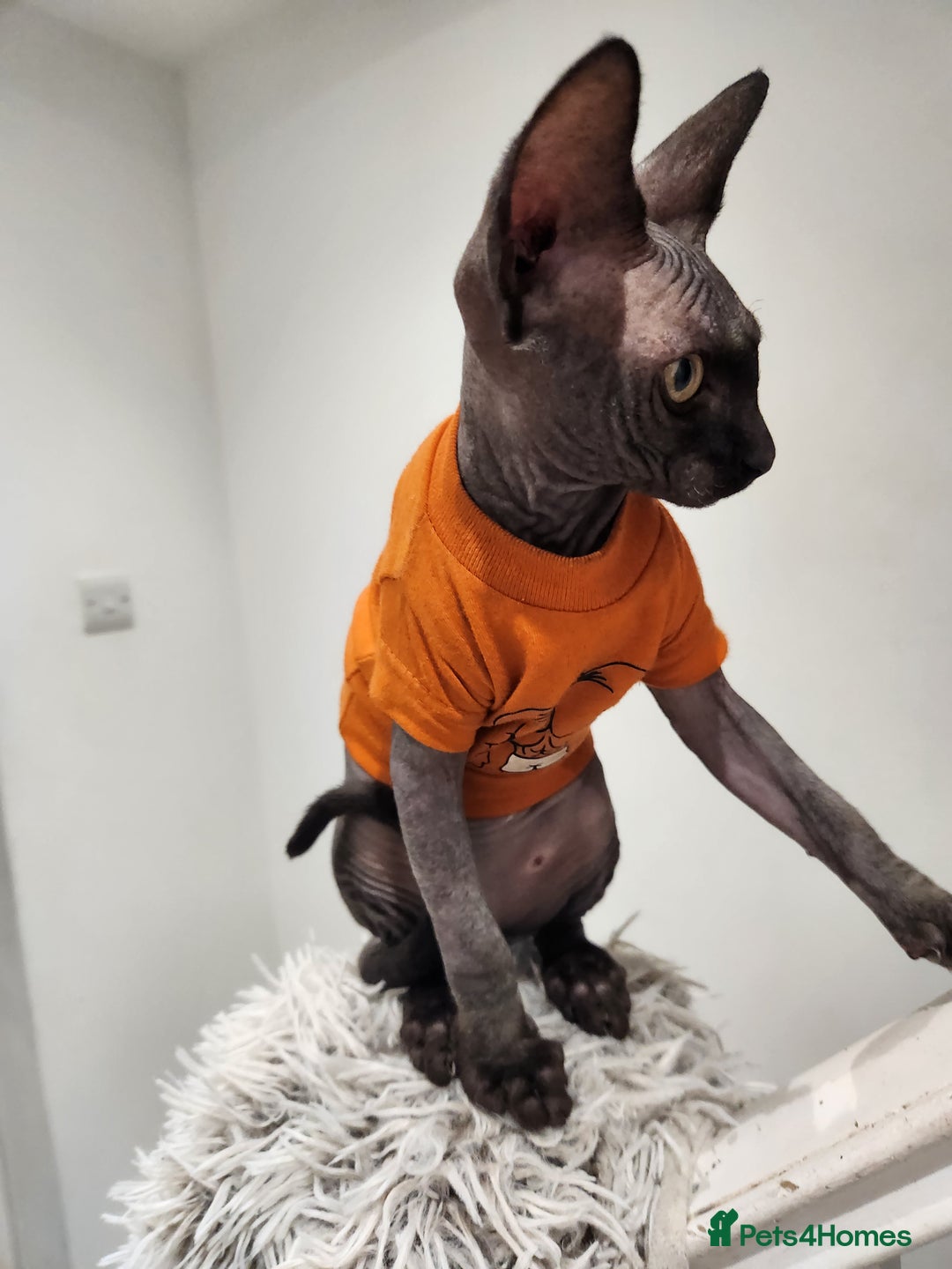 Sphynx cats for sale: 6 Lovely Canadian Sphynx kittens - Image 33