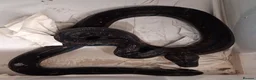 Boa Snake reptiles for sale: Boa constrictors Het IMG -VPI - AneryT1- RDR - Advert 8