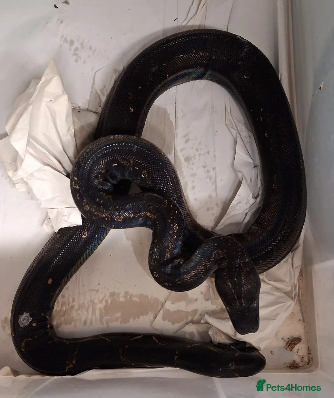 Boa Snake reptiles for sale: Boa constrictors Het IMG -VPI - AneryT1- RDR - Advert 8