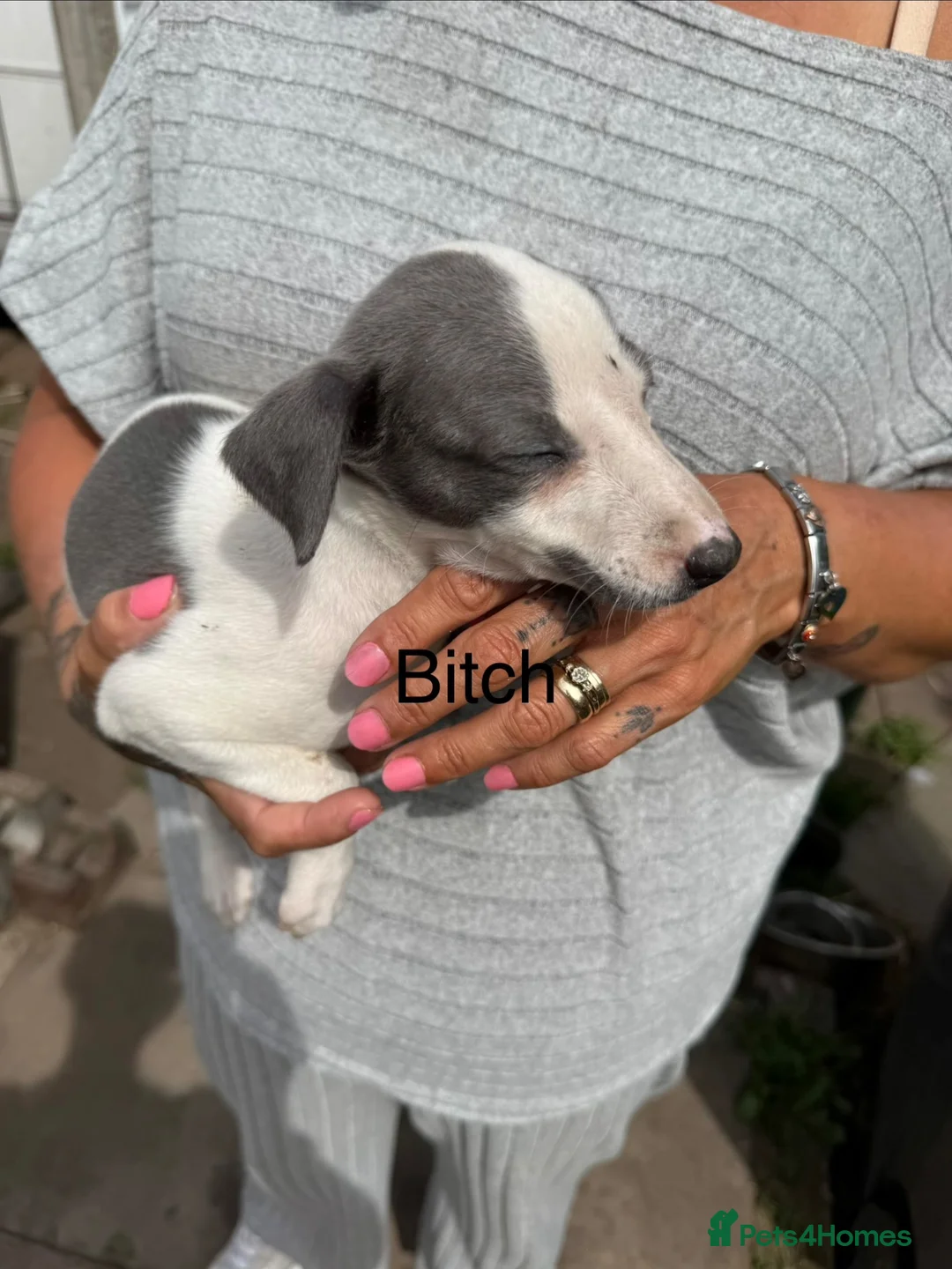 Whippet dogs for sale: Whippet Puppies  in Burntwood - Advert 13