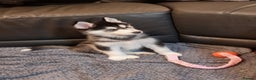 Siberian Husky dogs for sale: Siberian Husky Puppies/8 Weeks Old Glasgow 600each - Advert 8