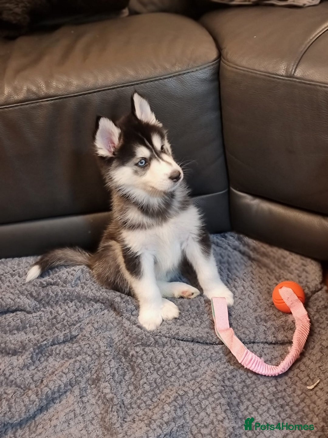Siberian Husky dogs for sale: Siberian Husky Puppies/8 Weeks Old Glasgow 600each - Advert 8