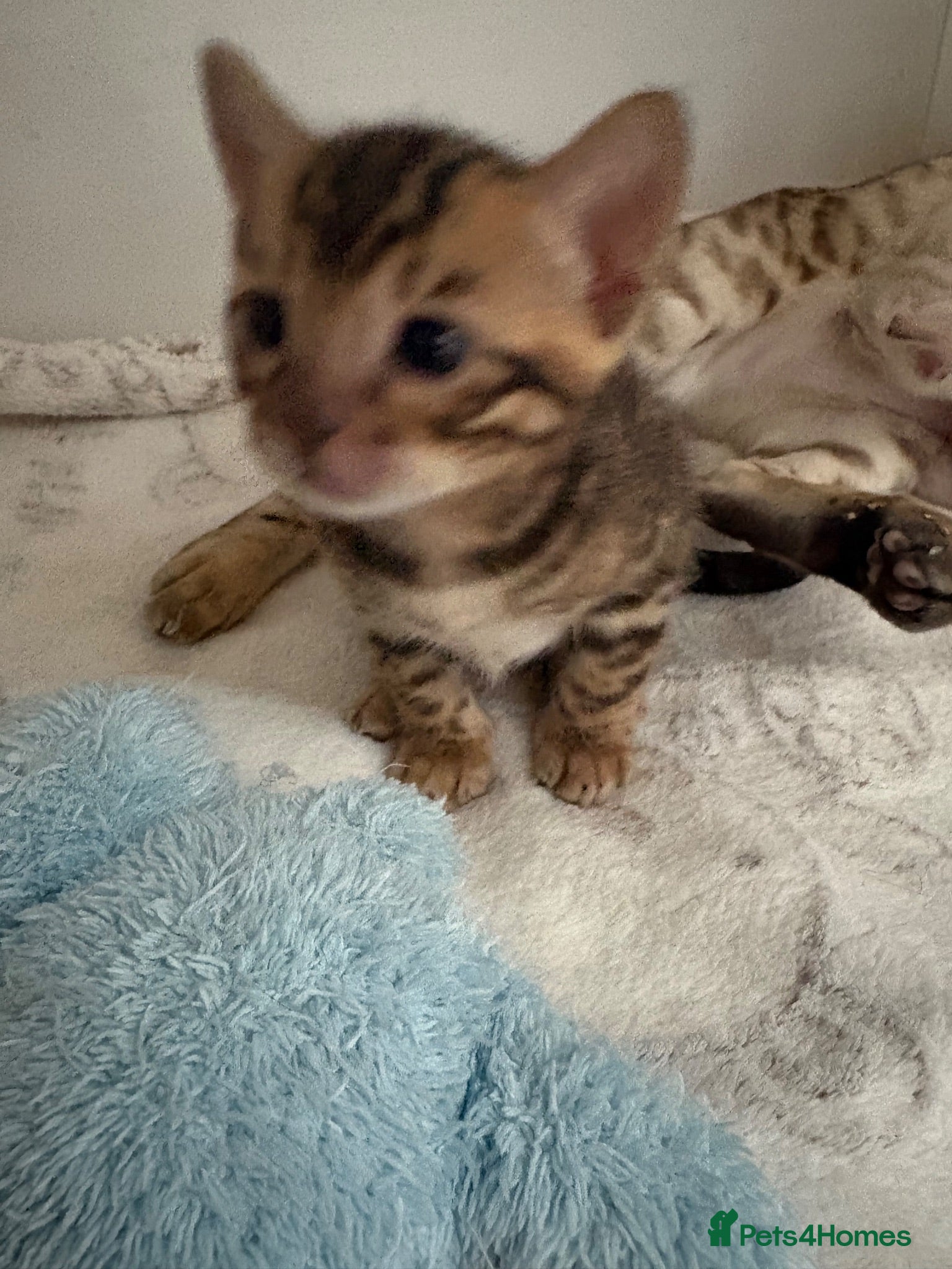 Bengal cats TICA reg Outstanding Bengal Kittens  - Advert 2