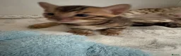 Bengal cats for sale: TICA reg Outstanding Bengal Kittens  - Advert 2