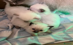 Ragdoll cats for sale:  Last stunning GCCF ragdoll girl - Image 6