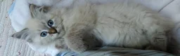 Siberian cats for sale: Pure Siberian Kittens For Sale  - Advert 7