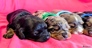 Cavapoo dogs - Advert 1