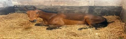 Belgian Warmblood horses for sale: Todd - Quality Allrounder gelding  - Advert 2