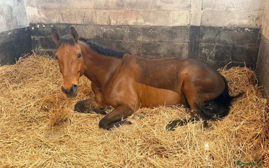Belgian Warmblood horses for sale: Todd - Quality Allrounder gelding  - Advert 2