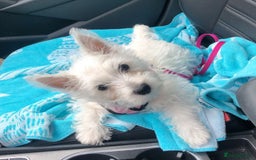West Highland Terrier dogs for sale:  West Highland White Terrier - Image 3