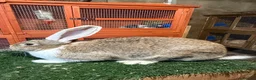Continental Giant rabbits for sale: Pure breed continental giants female  - Advert 10